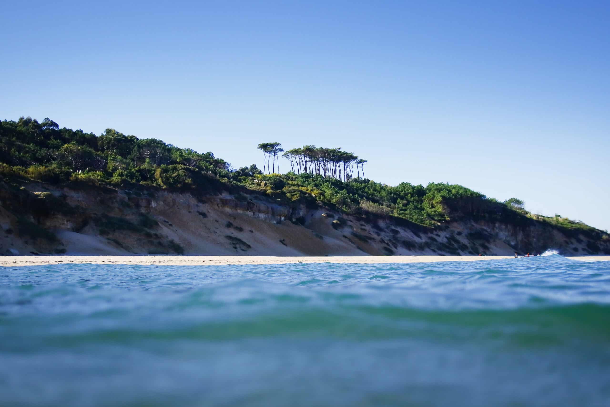 paisaje de los pinares desde el agua en Loredo